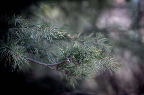 Free Detailed view of pine needles on an evergreen tree branch in a natural setting. Stock Photo