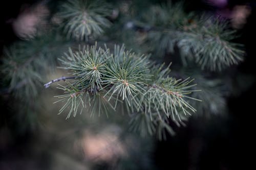 セレクティブフォーカス, トウヒ, 常緑樹の無料の写真素材