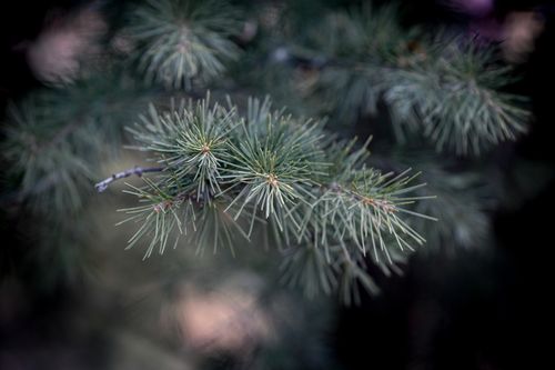 Free A detailed close-up of green pine needles on a branch, capturing the texture and details of this evergreen plant. Stock Photo