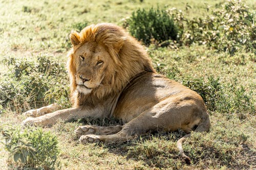 Free Lion Laying on Grass Stock Photo