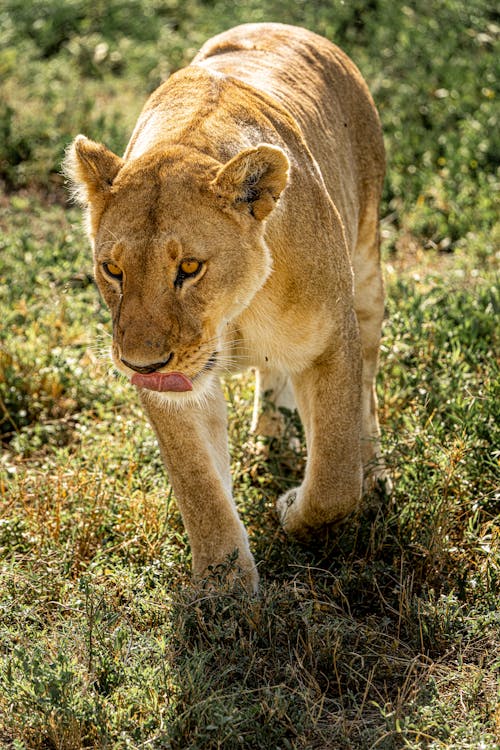 Lioness in Africa