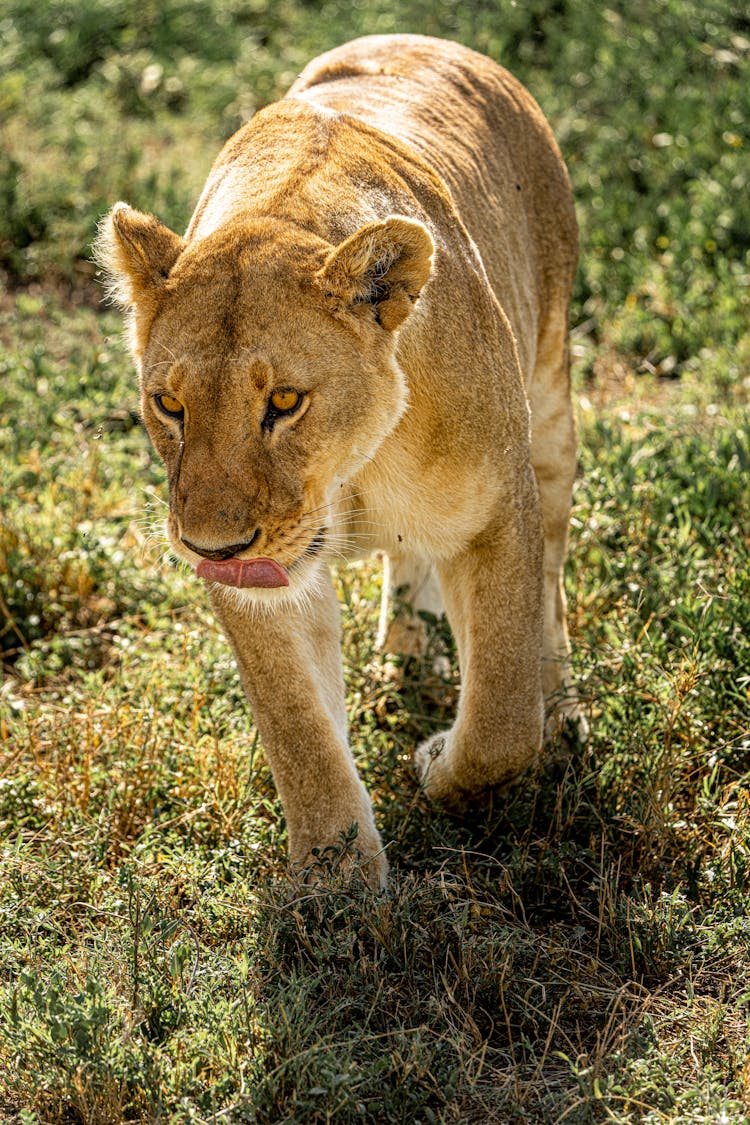 Lioness In Africa