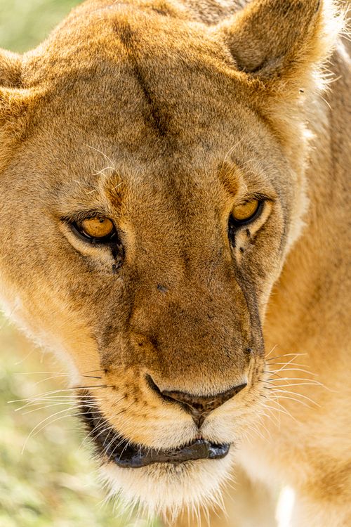 Free Intimate close-up shot of a lioness showcasing her fierce gaze during a sunny safari. Stock Photo
