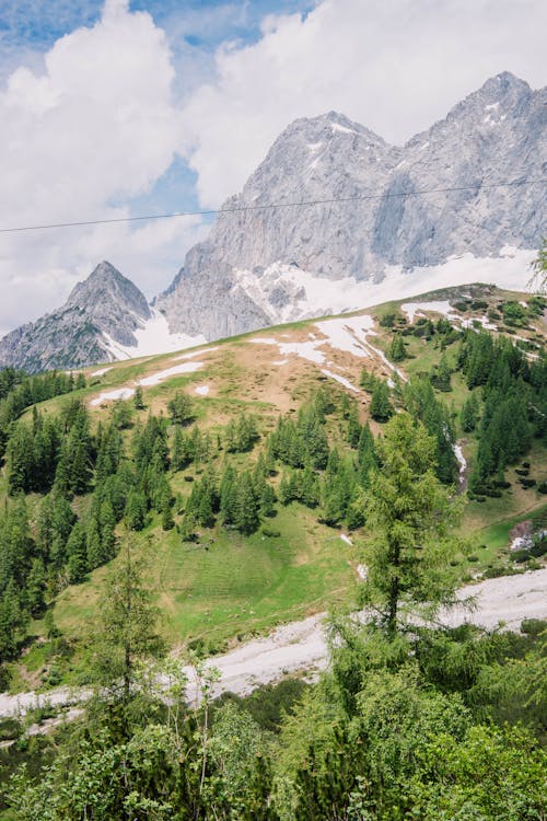 Green Trees and Mountains behind