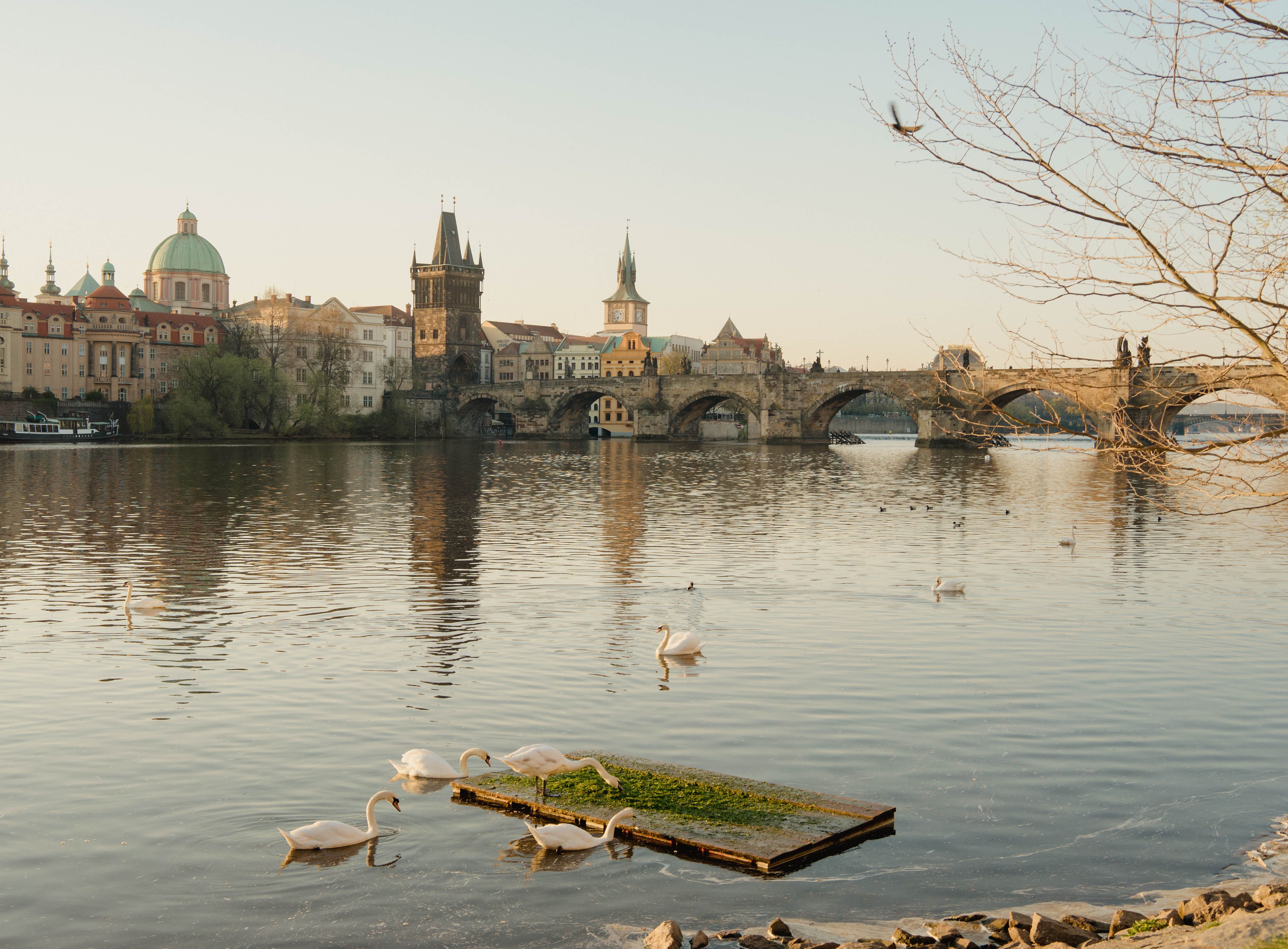 Beautiful sunset view of Charles Bridge over the Vltava River with swans swimming peacefully in Prague. Beautiful sunset view of Charles Bridge over the Vltava River with swans swimming peacefully in Prague.