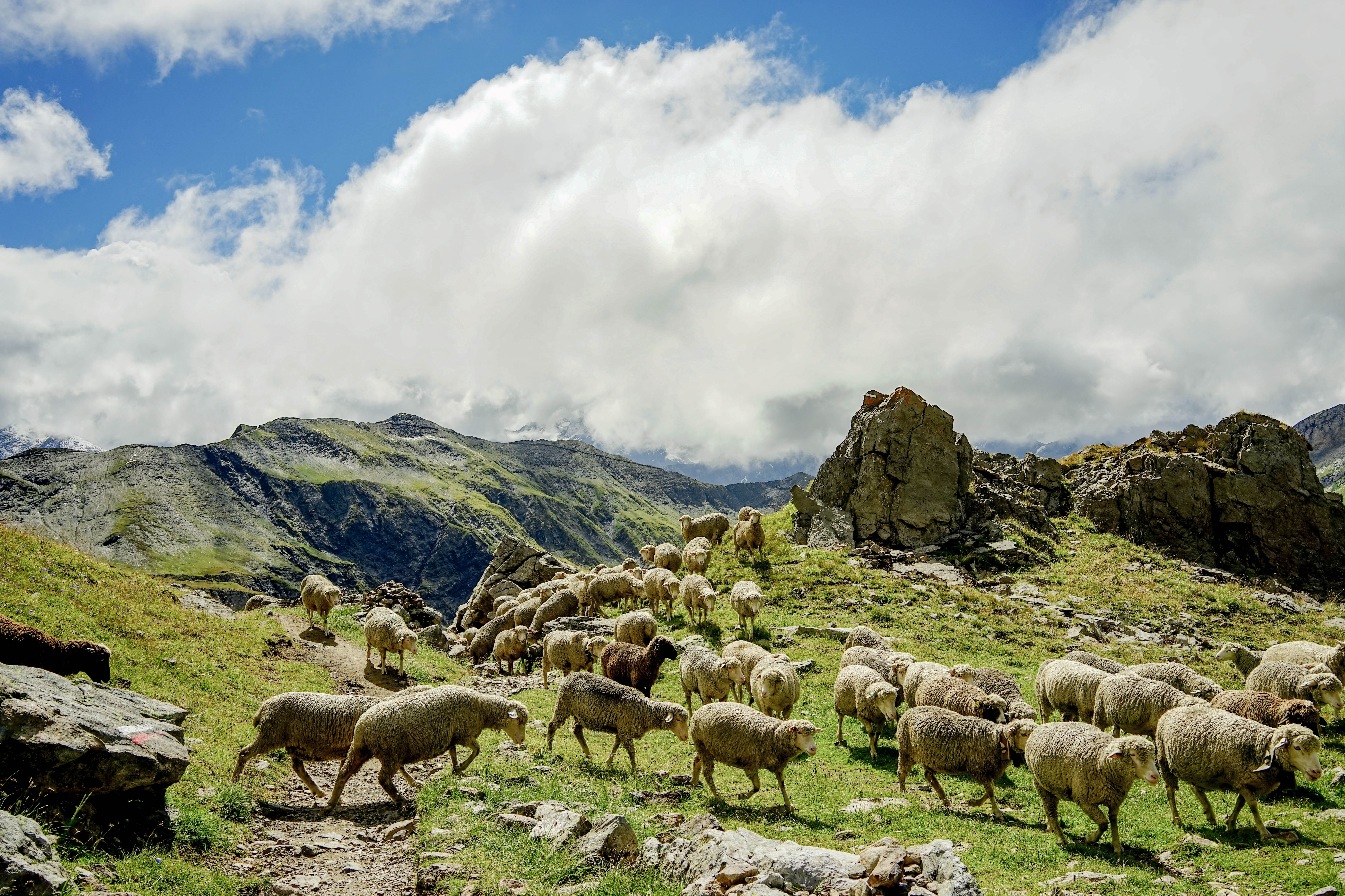 Scenic view of a sheep herd grazing in a lush valley surrounded by mountains under a blue sky.