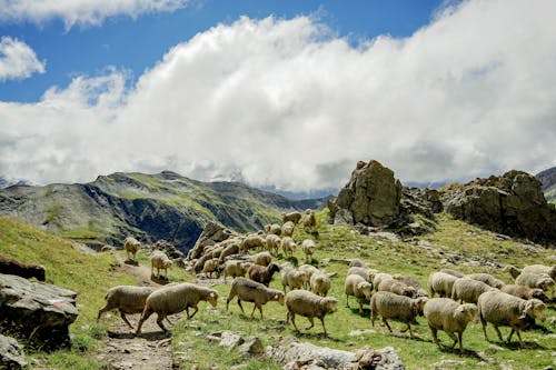 一群動物, 家畜, 山 的 免费素材图片