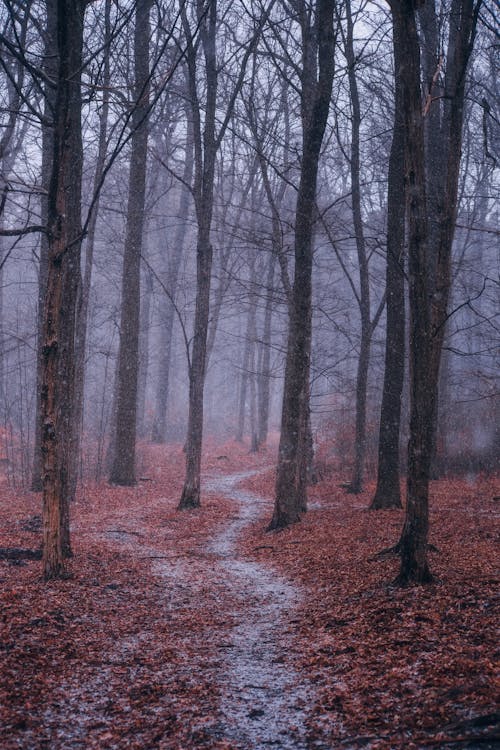 Foto profissional grátis de árvores, com frio, congelado