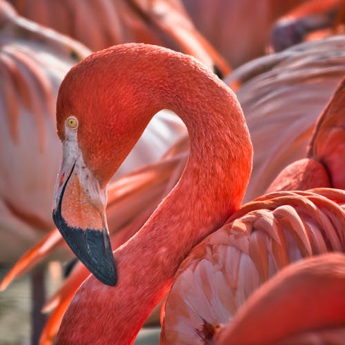 Ilmainen kuvapankkikuva tunnisteilla eläinkuvaus, flamingo, lähikuva