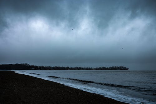 Immagine gratuita di alberi, bagnasciuga, costa