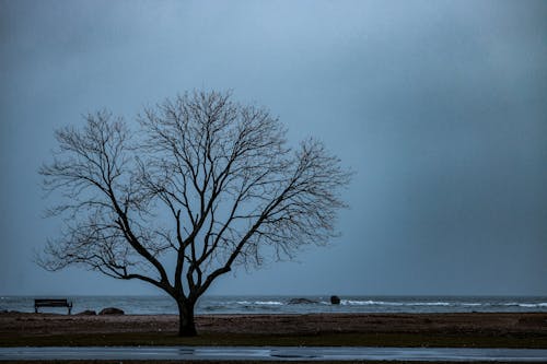 Immagine gratuita di albero, bagnasciuga, costa