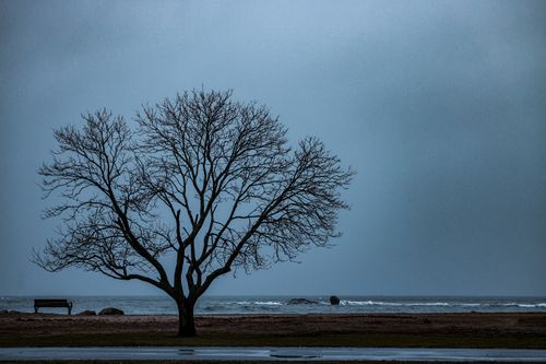 Free A solitary leafless tree on a quiet beach with overcast skies, showcasing nature's calm. Stock Photo