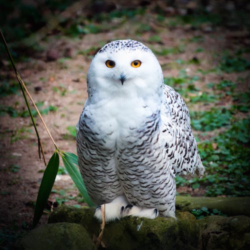 Close-up of a Snowy Owl Sitting on a Rock 