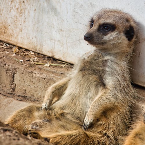 Meerkat Sitting by Wall