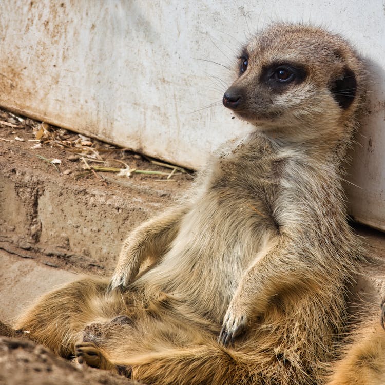 Meerkat Sitting by Wall