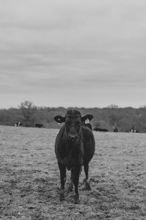 A Cow Standing in the Pasture in Black and White