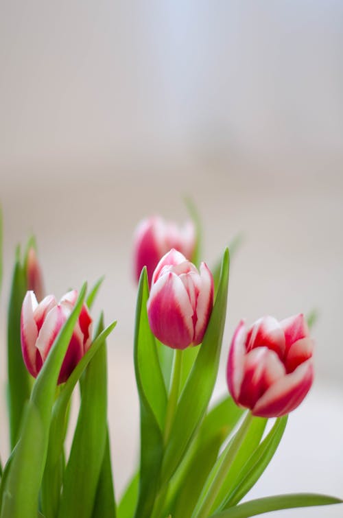 Delicate Tulips and Leaves