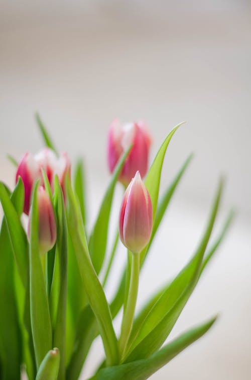 Close-up of Tulip Flowers 