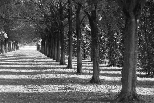 A Footpath in the Park in Black and White