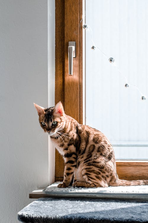 Cat Sitting on the Window Sill 