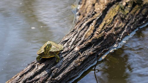 Fotos de stock gratuitas de agua, animal, animales salvajes