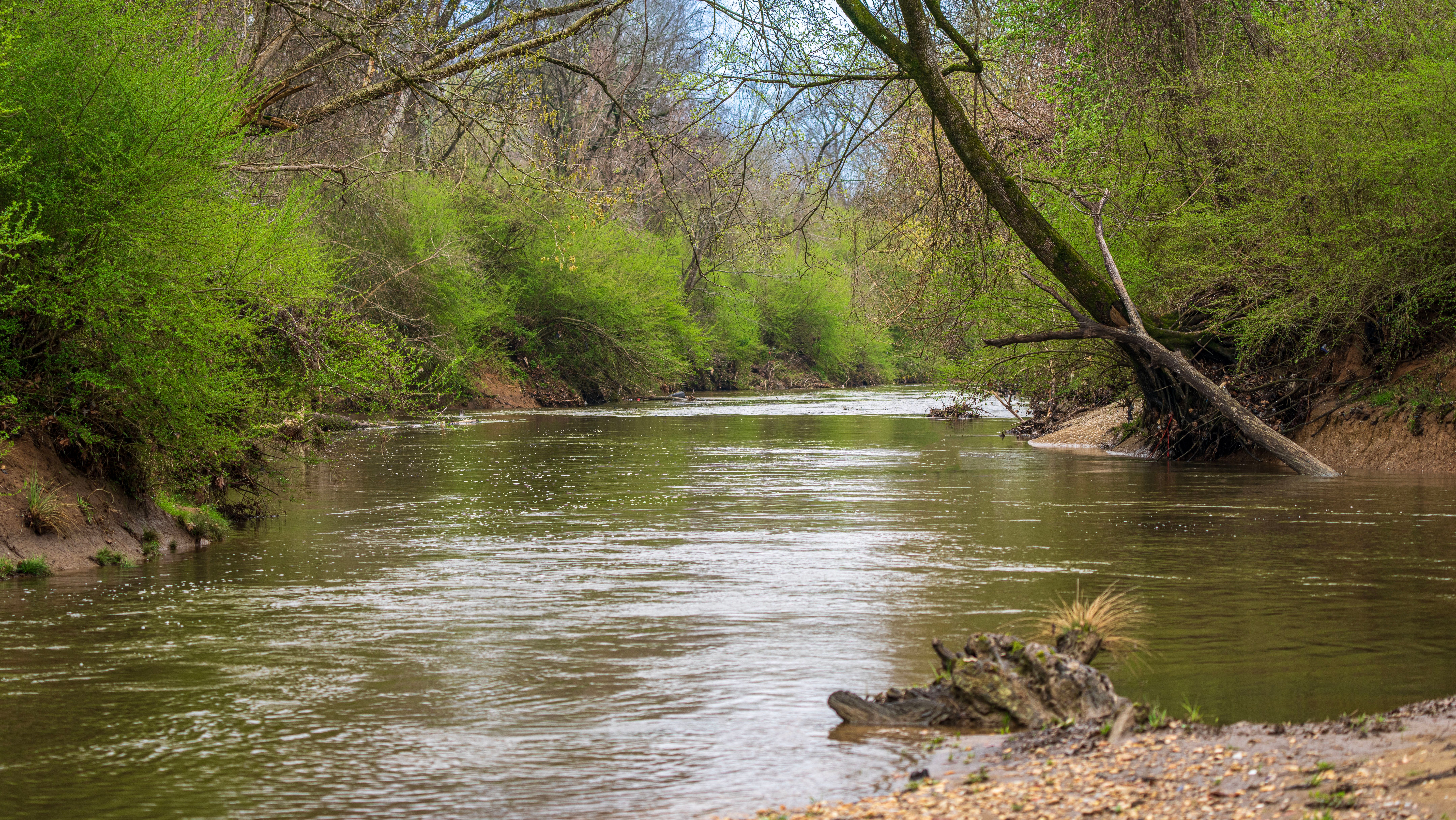 Calm Forest River Free Stock Photo