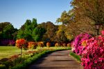 sacred grove