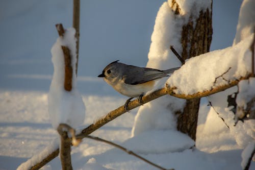 Bird Sitting on Snowed Branch