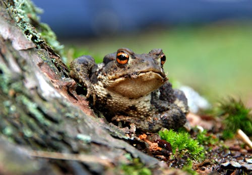 棕色和黑色青蛙的選擇性聚焦攝影