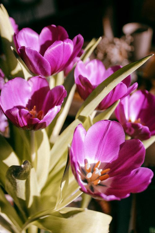 Free Bright purple tulips bloom with vivid petals and fresh greenery in natural light. Stock Photo