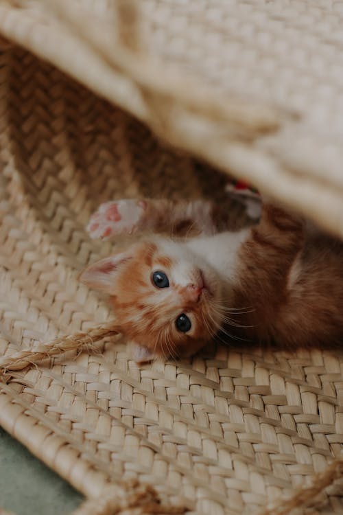 A Kitten in a Bag 