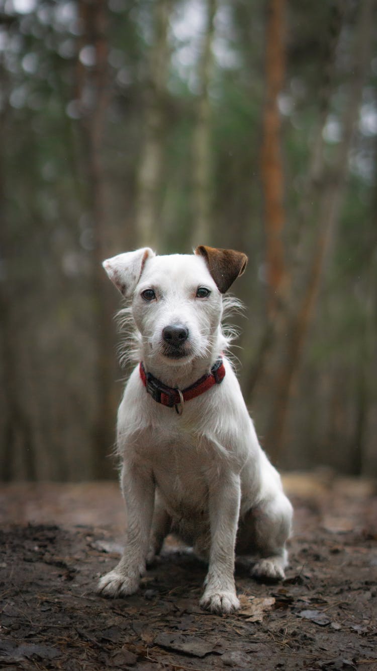 Dog Sitting In Forest