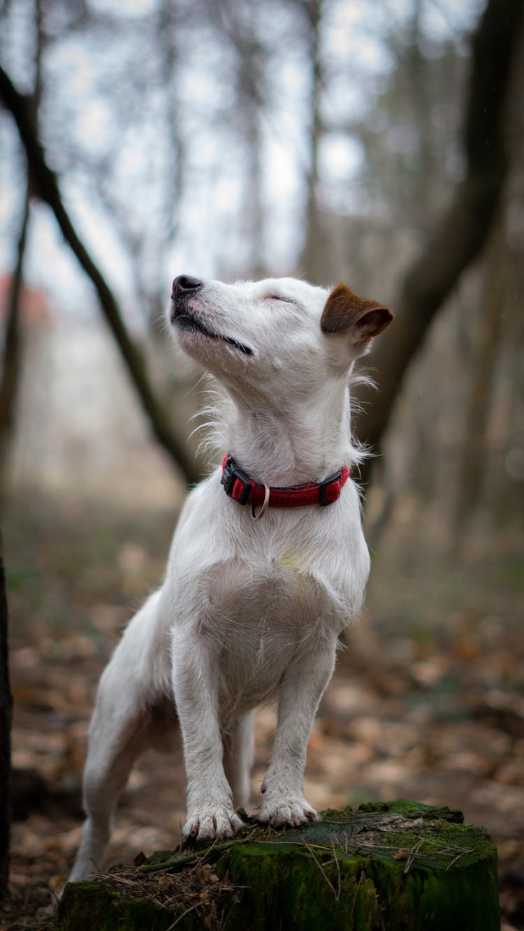 Dog Standing On A Stone