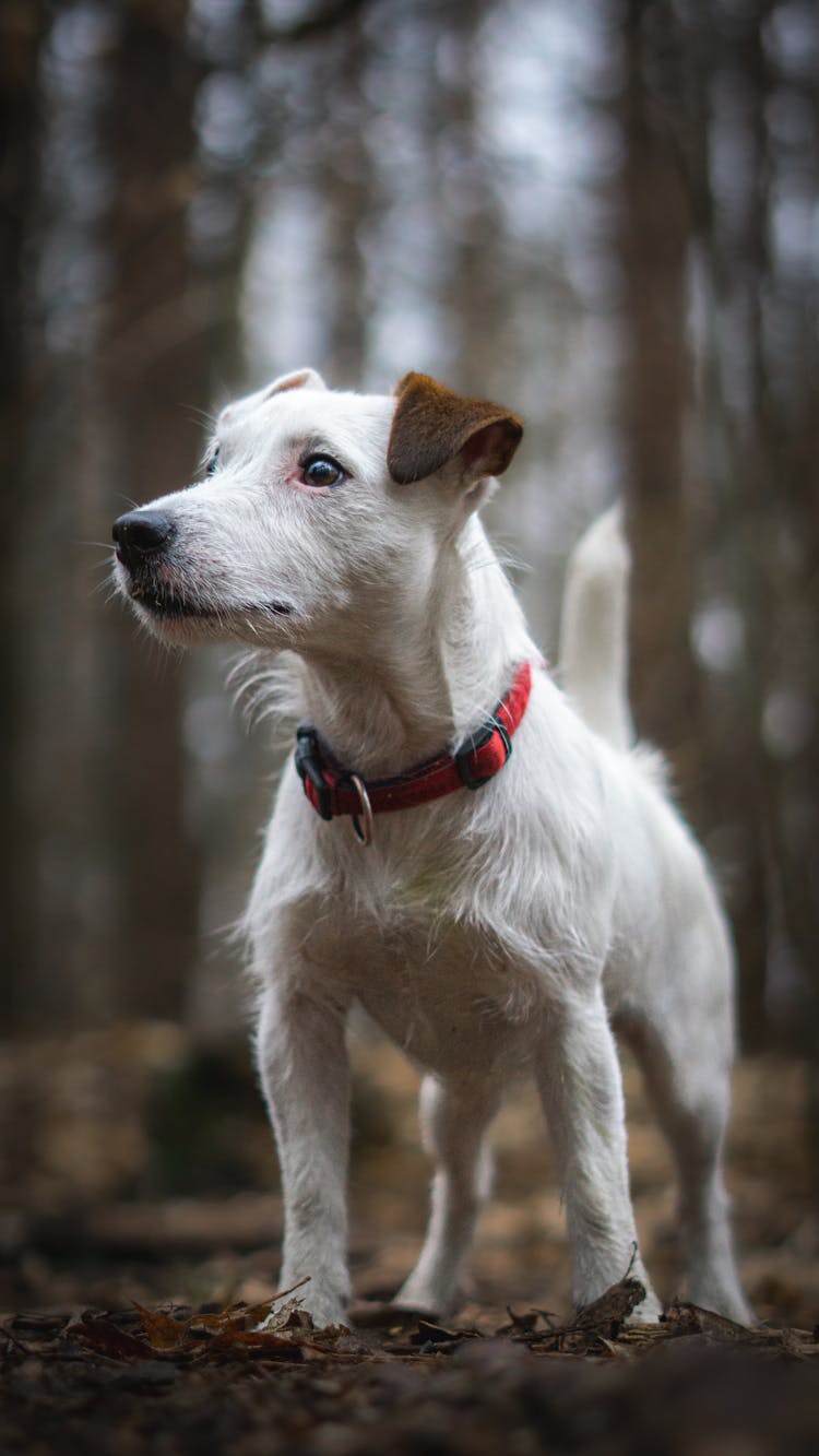 Dog Standing In Rural Area