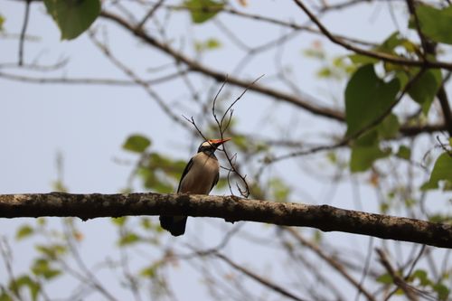 Free Asian Pied Starling perched on a branch in Indian natural habitat. Stock Photo