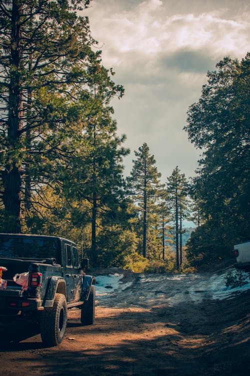 Truck in in Forest