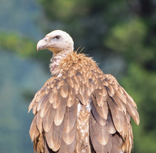 Vulture with Brown Feathers