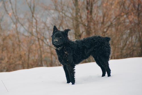 Free Black Dog in Forest Stock Photo