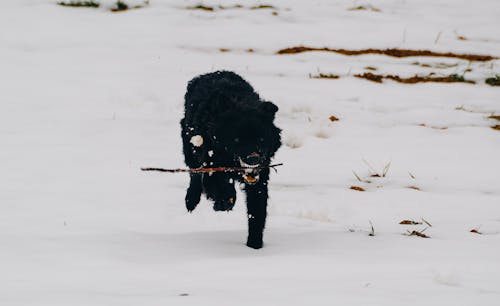 Gratis lagerfoto af forkølelse, hentning, hund