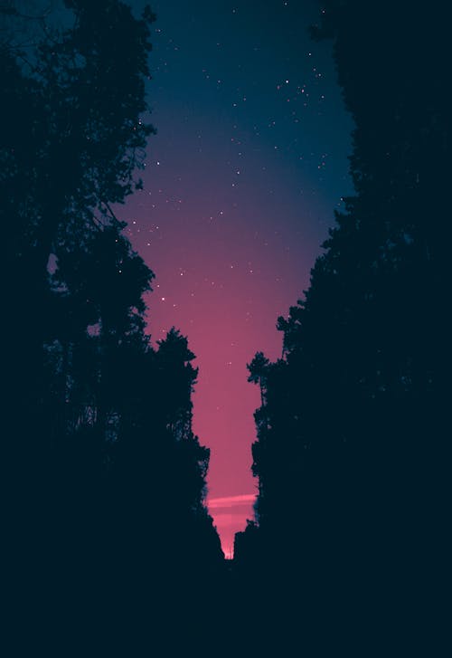 Free Night forest Stock Photo
