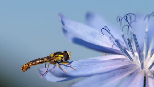 Free Black and Yellow Dragon Fly on Purple Flower Stock Photo