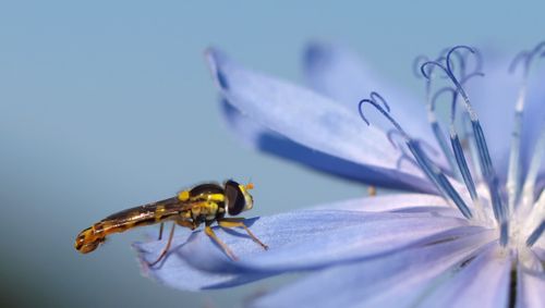 Free Close-up view of a hoverfly resting on a blooming chicory flower against a clear sky. Stock Photo