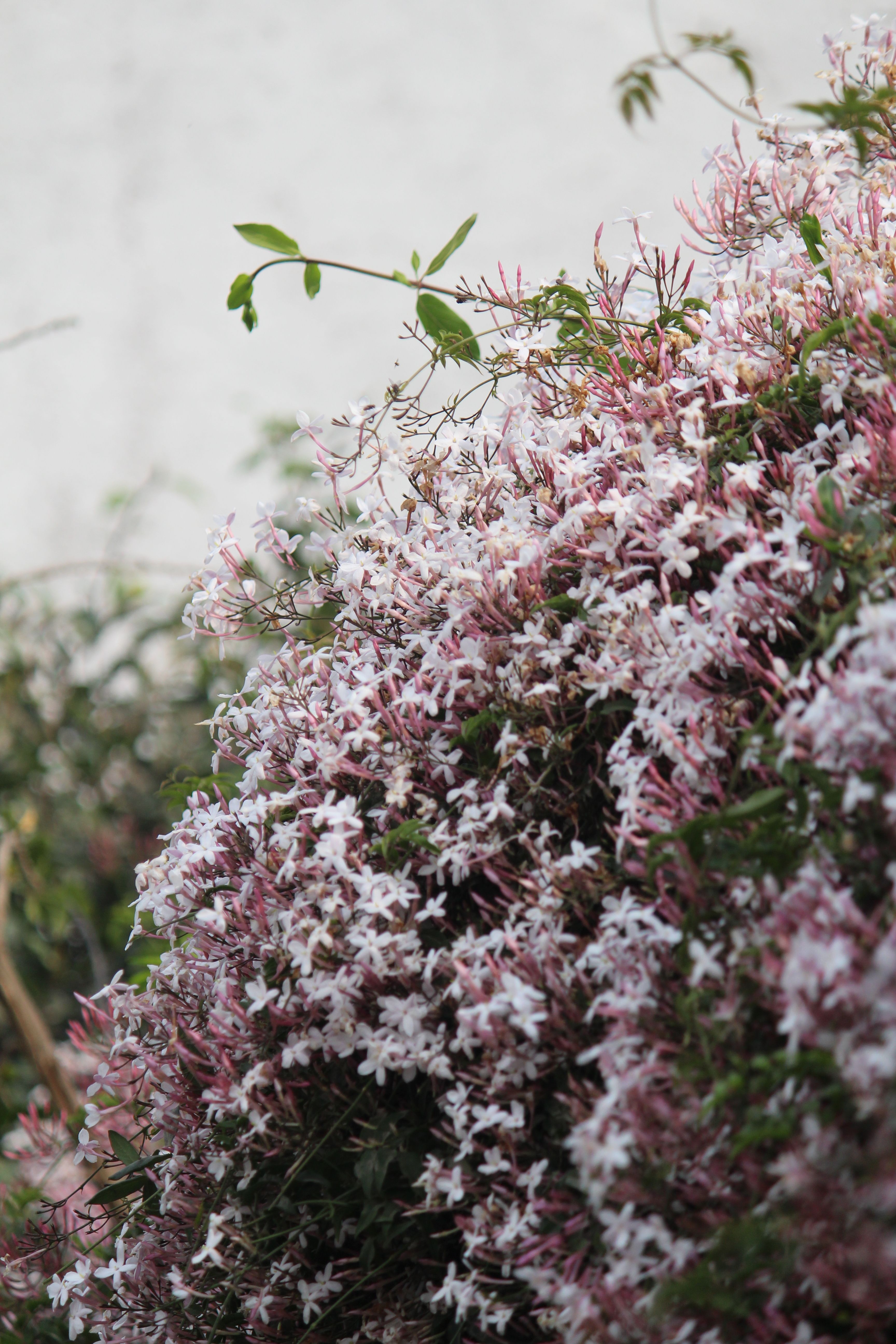 Pink Bowmans Root Shrub · Free Stock Photo