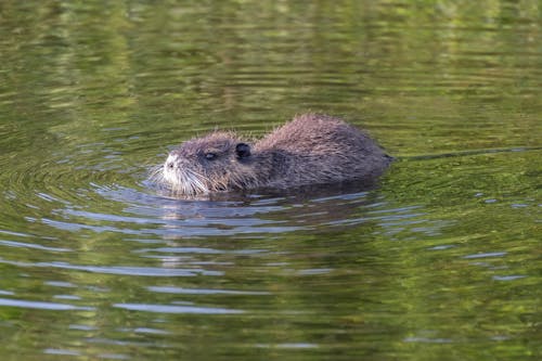 Beaver Swimming in Lake