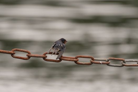Hirondelle rustique sur chaîne en métal au bord de l'eau