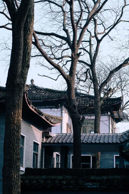 Scenic view of traditional Chinese architecture blending with winter trees in an urban setting.