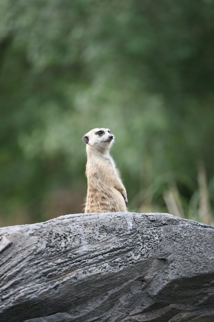 Meerkat Standing On Rock