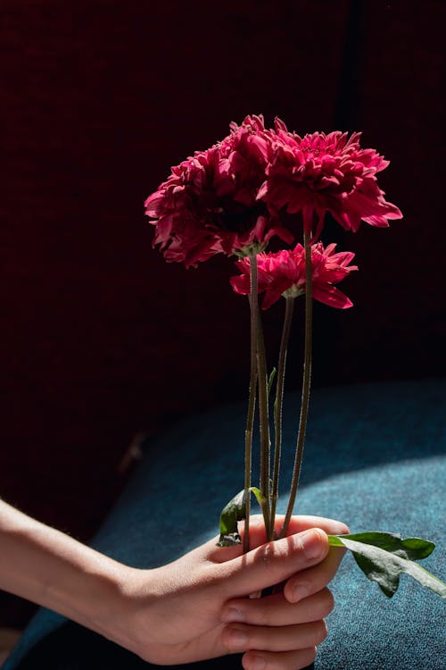 Hand Holding Red Flowers 