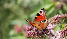 夏季花园里，一只孔雀蝴蝶停在鲜艳的粉色花朵上的特写