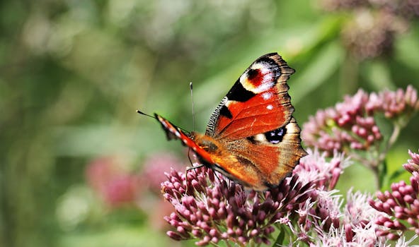 Brown Black and White Butterfly on Purple Flower Bud